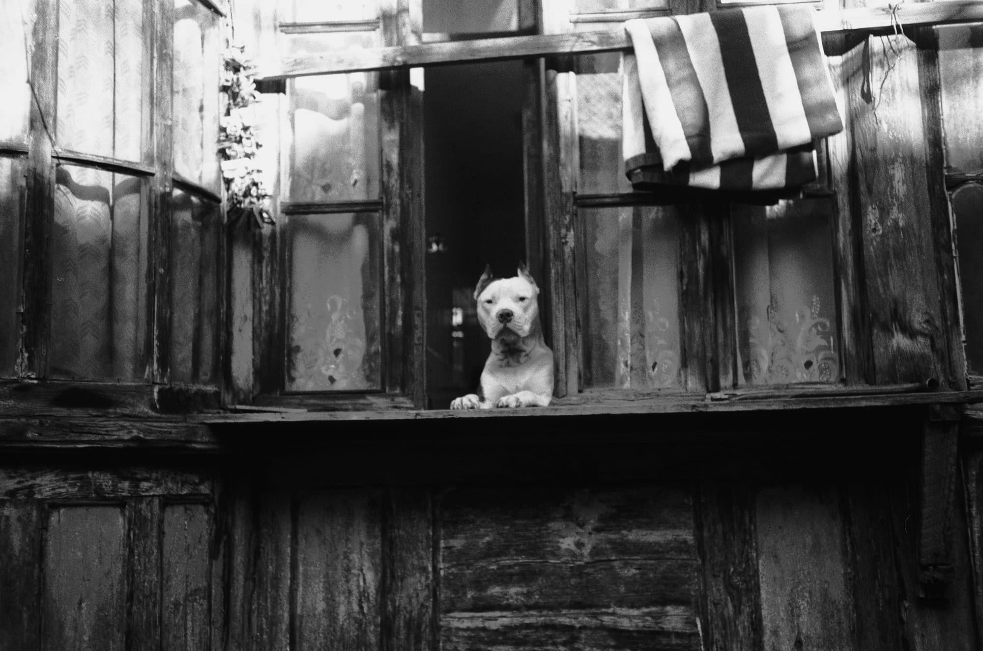A white dog rests its front paws on a weathered wooden balcony ledge, facing the camera beneath a striped towel, with a dark opening and patterned glass behind it.